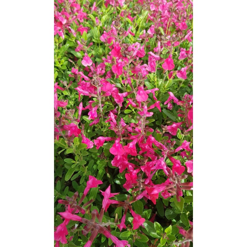 Salvia greggi MIRAGE 'Hot Pink'® / Sauge arbustive rose foncé / Conteneur de 3 à 4 litres / Vivace Salvia greggi MIRAGE 'Hot Pink'® / Sauge arbustive rose foncé / Conteneur de 3 à 4 litres / Vivace