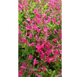 Salvia greggi MIRAGE 'Hot Pink'® / Sauge arbustive rose foncé / Conteneur de 3 à 4 litres / Vivace