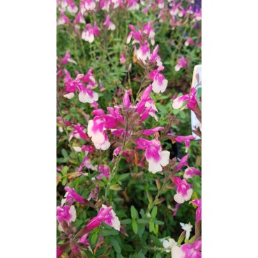 Salvia greggi MIRAGE 'Rose Bicolor'® / Sauge arbustive rose clair / Conteneur de 3 à 4 litres / Vivace