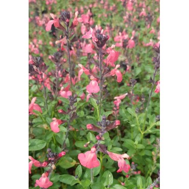 Salvia greggi MIRAGE 'Salmon'® / Sauge arbustive orange / Conteneur de 3 à 4 litres / Vivace
