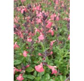 Salvia greggi MIRAGE 'Salmon'® / Sauge arbustive orange / Conteneur de 3 à 4 litres / Vivace