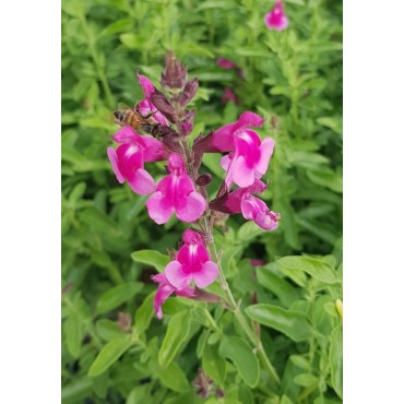 Salvia greggi MIRAGE 'Soft Pink'® / Sauge arbustive rose clair / Conteneur de 3 à 4 litres / Vivace