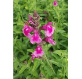 Salvia greggi MIRAGE 'Soft Pink'® / Sauge arbustive rose clair / Conteneur de 3 à 4 litres / Vivace