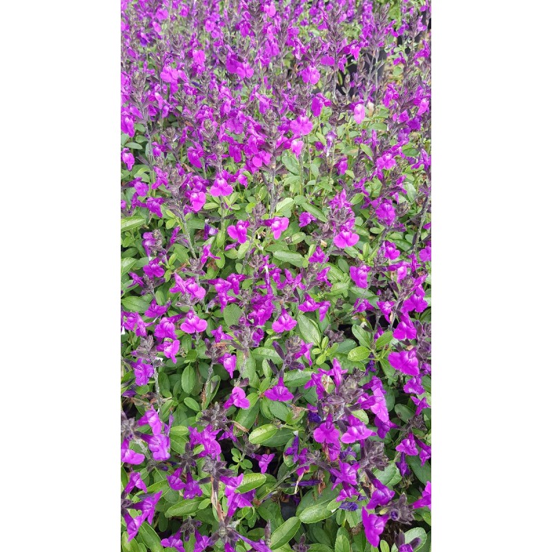 Salvia greggi MIRAGE 'Violet'® / Sauge arbustive Violette / Conteneur de 3 à 4 litres / Vivace