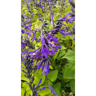 Salvia guaranitica ‘Black and Bloom’ / Sauge du Paraguay / Conteneur de 3 à 4 litres / Vivace