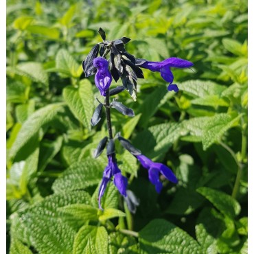 Salvia guaranitica ‘Black and Blue’ / Sauge du Paraguay / Conteneur de 3 à 4 litres / Vivace