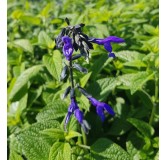 Salvia guaranitica ‘Black and Blue’ / Sauge du Paraguay / Conteneur de 3 à 4 litres / Vivace