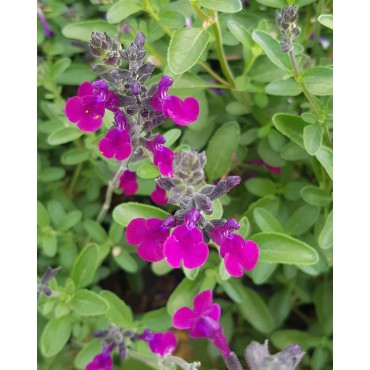 Salvia x jamensis VIOLETTE DE LOIRE® 'Barsal' / Sauge arbustive violette / Conteneur de 3 à 4 litres / Vivace