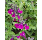 Salvia x jamensis VIOLETTE DE LOIRE® 'Barsal' / Sauge arbustive violette / Conteneur de 3 à 4 litres / Vivace