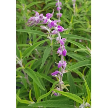 Salvia leucantha 'Santa Barbara' / Sauge du Mexique / Conteneur de 3 à 4 litres / Vivace