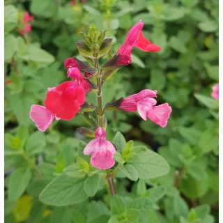 Salvia microphylla 'Grahamii' / Sauge de Graham / Conteneur de 3 à 4 litres / Vivace