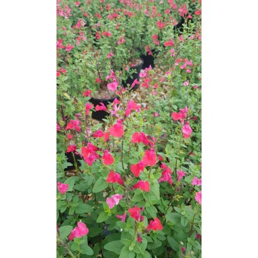 Salvia microphylla 'Grahamii Rose' / Sauge de Graham / Conteneur de 3 à 4 litres / Vivace