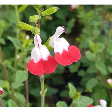 Salvia microphylla 'Hot Lips' / Sauge à petites feuilles / Conteneur de 3 à 4 litres / Vivace