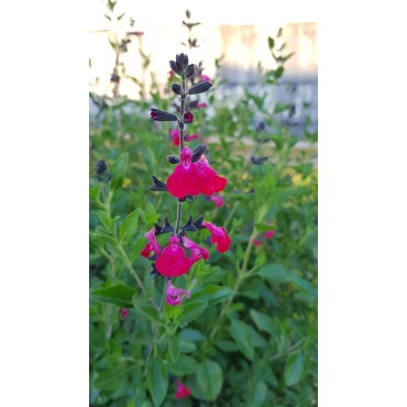 Salvia microphylla 'Cera Potosi' / Sauge à petites feuilles / Conteneur de 3 à 4 litres / Vivace