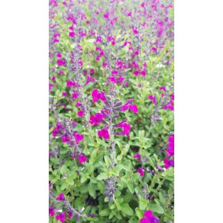 Salvia microphylla 'Violette' / Sauge à petites feuilles / Conteneur de 3 à 4 litres / Vivace