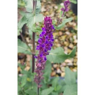 Salvia nemorosa 'Caradonna' / Sauge des bois / Conteneur de 3 à 4 litres / Vivace