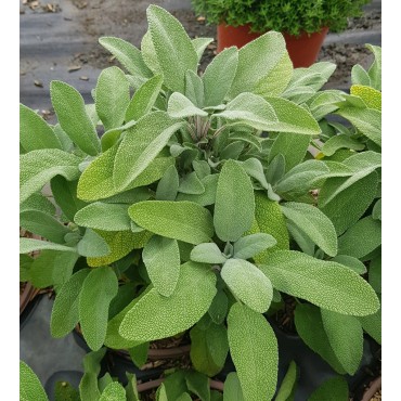 Salvia officinalis 'Grower's Friend' / Sauge commune / Conteneur de 2 à 2.9 litres / Vivace / Aromatique