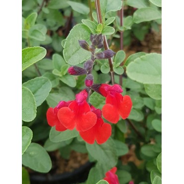 Salvia microphylla 'Royal Bumble' / Sauge à petites feuilles / Conteneur de 7 à 10 litres / Vivace