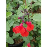 Salvia microphylla 'Royal Bumble' / Sauge à petites feuilles / Conteneur de 7 à 10 litres / Vivace