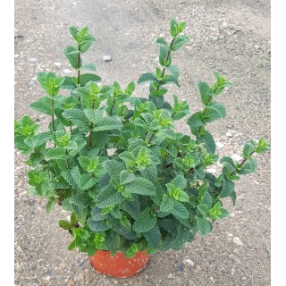 Mentha x piperita 'Mojito Cocktail' ® / Menthe 'Mojito Cocktail' ® / Conteneur de 2 à 2.9 litres/ Aromatique