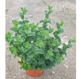Mentha x piperita 'Mojito Cocktail' ® / Menthe 'Mojito Cocktail' ® / Conteneur de 2 à 2.9 litres/ Aromatique