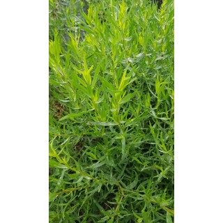 Artemisia dracunculus / Estragon Vrai / Conteneur de 2 à 2.9 litres / Aromatique