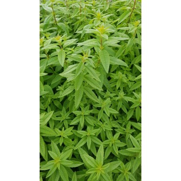 Aloysia citriodora / Verveine citronnelle / Conteneur de 2 à 2.9 litres / Aromatique / Eloigne les moustiques