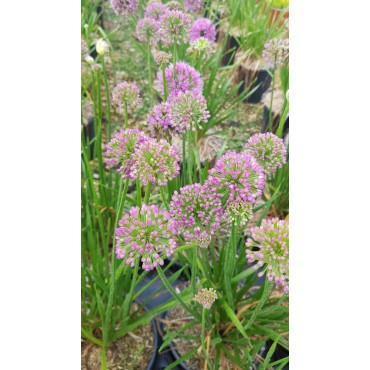 Allium 'Millenium Rose' / Ail d’ornement compact / Conteneur de 3 à 4 litres