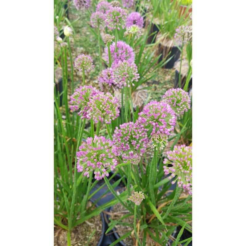 Allium 'Millenium Rose' / Ail d’ornement compact / Conteneur de 3 à 4 litres Allium 'Millenium Rose' / Ail d’ornement compact / Conteneur de 3 à 4 litres