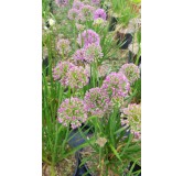 Allium 'Millenium Rose' / Ail d’ornement compact / Conteneur de 3 à 4 litres