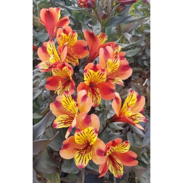 Alstroemeria x GARDEN 'Indian Summer'® / Lys des Incas / Conteneur de 3 à 4 litres / Vivace 