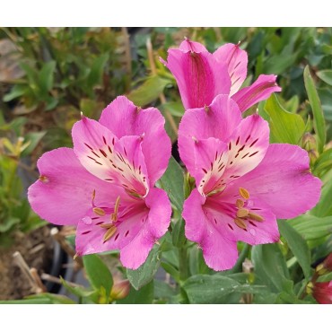 Alstroemeria x GARDEN SUMMER SAINT® 'Tessumsaint' / Lys des Incas / Conteneur de 3 à 4 litres / Vivace 