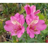 Alstroemeria x GARDEN SUMMER SAINT® 'Tessumsaint' / Lys des Incas / Conteneur de 3 à 4 litres / Vivace 