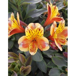 Alstroemeria x GARDEN SUMMER BREEZE® / Lys des Incas / Conteneur de 3 à 4 litres / Vivace 