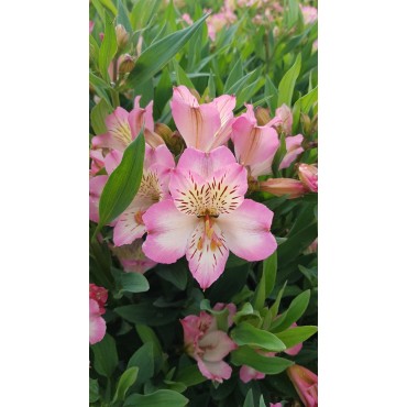 Alstroemeria x GARDEN SUMMER BREAK® / Lys des Incas / Conteneur de 3 à 4 litres / Vivace 
