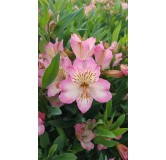 Alstroemeria x GARDEN SUMMER BREAK® / Lys des Incas / Conteneur de 3 à 4 litres / Vivace 