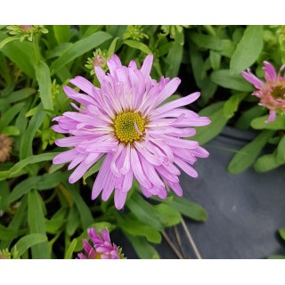 Aster alpinus 'Happy End' / Aster Des Alpes rose / Conteneur de 3 à 4 litres / Vivace