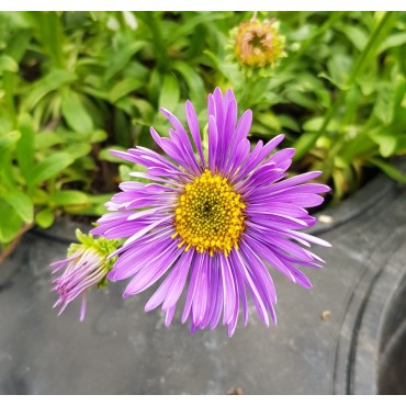 Aster alpinus 'Violet' / Aster Des Alpes / Conteneur de 3 à 4 litres / Vivace