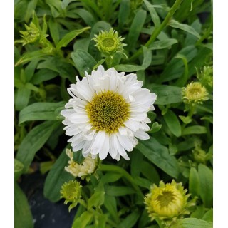 Aster alpinus 'Albus' / Aster Des Alpes / Conteneur de 3 à 4 litres / Vivace