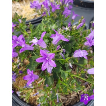 Campanula portenschlagiana 'Catharina' / Campanule des murs / Conteneur de 3 à 4 litres / Vivace