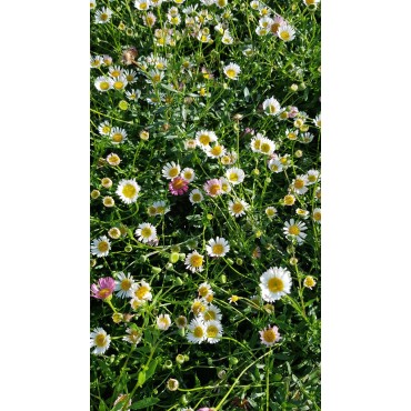 Erigeron karvinskianus 'Profusion' / Pâquerette des murailles / Conteneur de 3 à 4 litres / Vivace