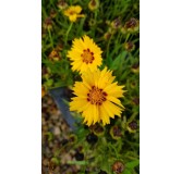 Coreopsis grandiflora 'Sunfire' / Coréopside à grandes fleurs / Conteneur de 3 à 4 litres / Vivace