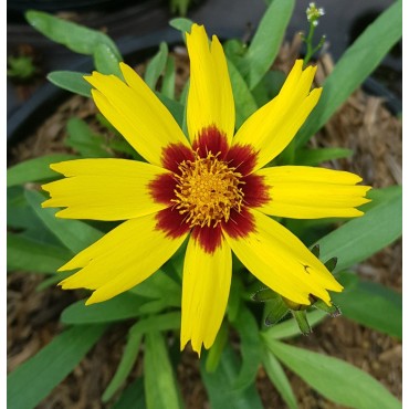 Coreopsis grandiflora 'Sunkiss' / Coréopside à grandes fleurs / Conteneur de 3 à 4 litres / Vivace
