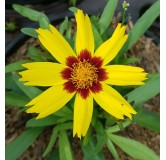 Coreopsis grandiflora 'Sunkiss' / Coréopside à grandes fleurs / Conteneur de 3 à 4 litres / Vivace
