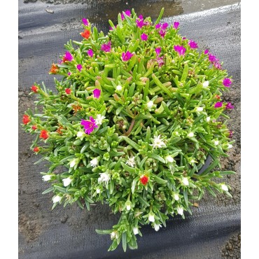 Delosperma WHEELS OF WONDER® TRIOMIO GOLDEN FIRE / Pourpier vivace / Conteneur de 3 à 4 litres / Succulente