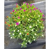 Delosperma WHEELS OF WONDER® TRIOMIO GOLDEN FIRE / Pourpier vivace / Conteneur de 3 à 4 litres / Succulente