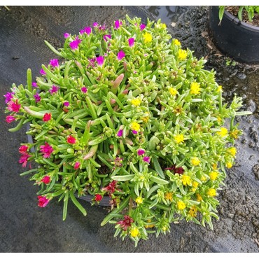 Delosperma WHEELS OF WONDER® TRIOMIO ORANGE WHITE / Pourpier vivace / Conteneur de 3 à 4 litres / Succulente