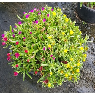 Delosperma WHEELS OF WONDER® TRIOMIO ORANGE WHITE / Pourpier vivace / Conteneur de 3 à 4 litres / Succulente