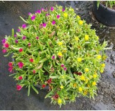 Delosperma WHEELS OF WONDER® TRIOMIO ORANGE WHITE / Pourpier vivace / Conteneur de 3 à 4 litres / Succulente
