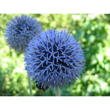 Echinops bannaticus 'Blue Globe' / Chardon boule à fleur bleu / Conteneur de 3 à 4 litres / Vivace